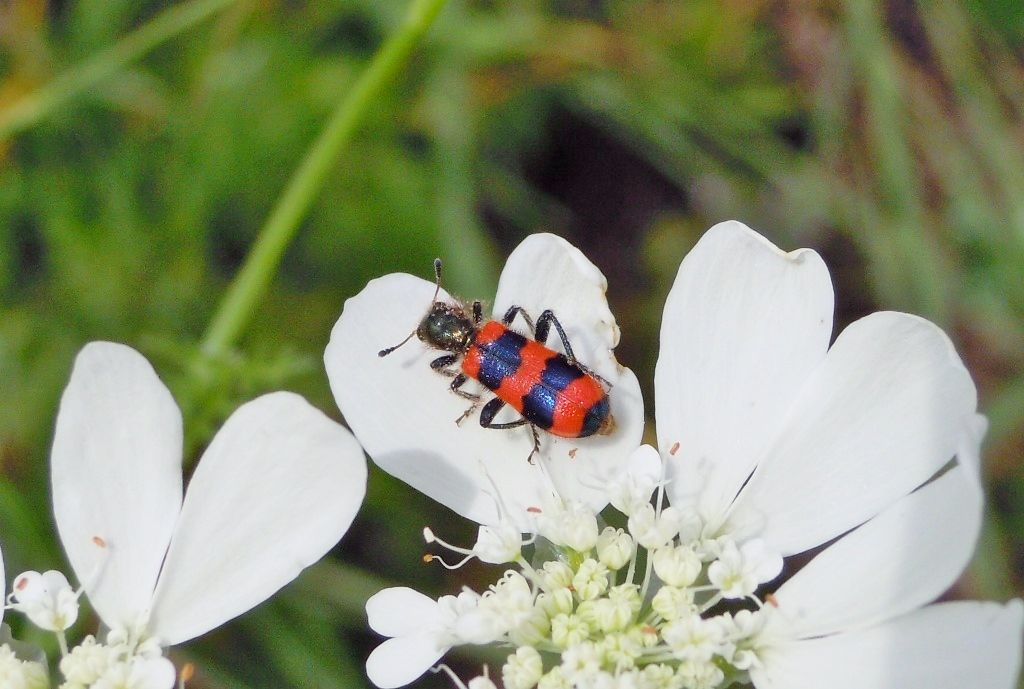 Cleridae: Trichodes apiarius